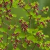 Clove Currant (Ribes odoratum)