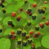 Chester Thornless Blackberry (Rubus hybrid)