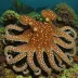 Coconut Octopus (Amphioctopus marginatus)
