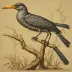 Confuciusornis sanctus