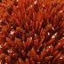 Crocoite