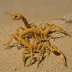 Centruroides exilicauda