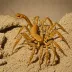 Centruroides edwardsii