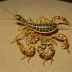 Chaerilus variegatus