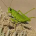 Coquillett's Grasshopper (Ligurotettix coquilletti)