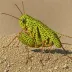 Cone-headed Grasshopper (Pyrgomorpha conica)