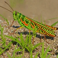Colorful Grasshopper (Chromacris colorata)