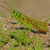 Colorful Grasshopper (Chromacris colorata)