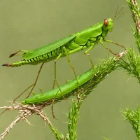 Chinese Grass Locust (Acrida cinerea)