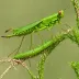 Chinese Grass Locust (Acrida cinerea)