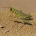 Callani's Flightless Grasshopper (Lentula callani)