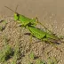 Cracker Grasshopper (Circotettix rabula)