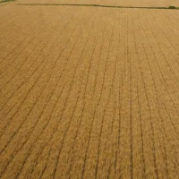 Crau Steppe