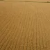 Crau Steppe