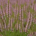 Calluna vulgaris 'H.E. Beale'