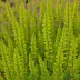 Calluna vulgaris 'Gold Haze'
