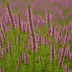 Calluna vulgaris 'Allegro'