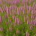 Calluna vulgaris 'Anthony Davis'