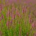 Calluna vulgaris 'Blazeaway'