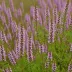 Calluna vulgaris 'Boskoop'
