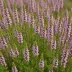 Calluna vulgaris 'Elsie Purnell'