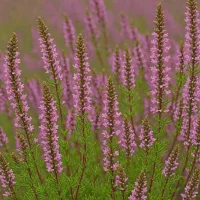Calluna vulgaris 'Firefly'