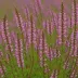 Calluna vulgaris 'Firefly'