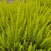 Calluna vulgaris 'Golden Feather'