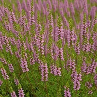 Calluna vulgaris 'J.H. Hamilton'