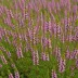 Calluna vulgaris 'J.H. Hamilton'