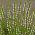 Calluna vulgaris 'Kinlochruel'