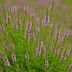 Calluna vulgaris 'Melanie'