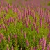 Calluna vulgaris 'Multicolor'