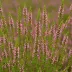 Calluna vulgaris 'Orange Queen'