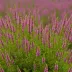 Calluna vulgaris 'Red Carpet'