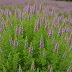 Calluna vulgaris 'Silver Knight'