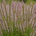 Calluna vulgaris 'Silver Rose'