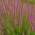 Calluna vulgaris 'Sir John Charrington'