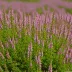 Calluna vulgaris 'Underwoodii'