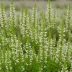 Calluna vulgaris 'White Lawn'