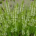 Calluna vulgaris 'Alba Plena'