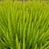 Calluna vulgaris 'Aurea'