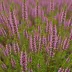 Calluna vulgaris 'Jimmy Dyce'