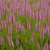 Calluna vulgaris 'My Dream'