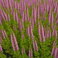 Calluna vulgaris 'Roland Haagen'