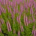Calluna vulgaris 'Roland Haagen'