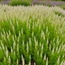 Calluna vulgaris 'White Carpet'