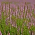 Calluna vulgaris 'Anette'