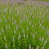Calluna vulgaris 'Hammondii'