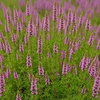 Calluna vulgaris 'Nana Compacta'